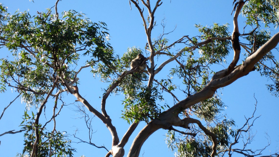 Koala - Great Ocean Road