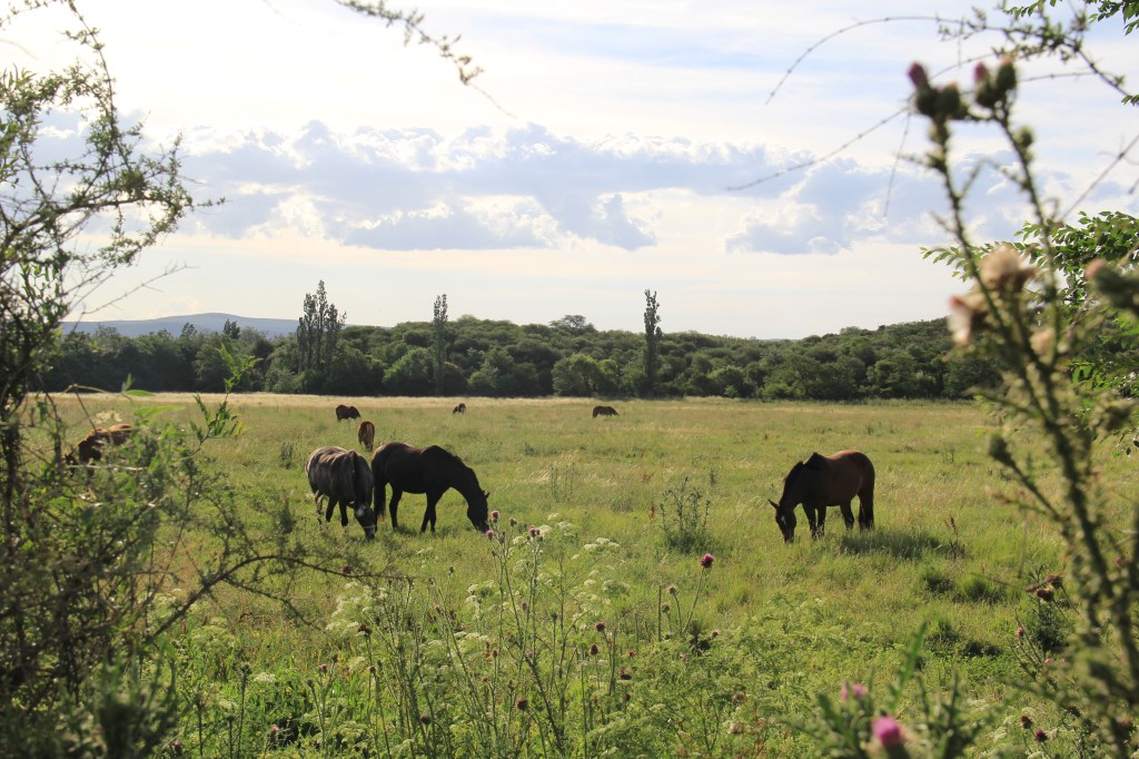 Horses, Las Calles, Córdoba, Argentina